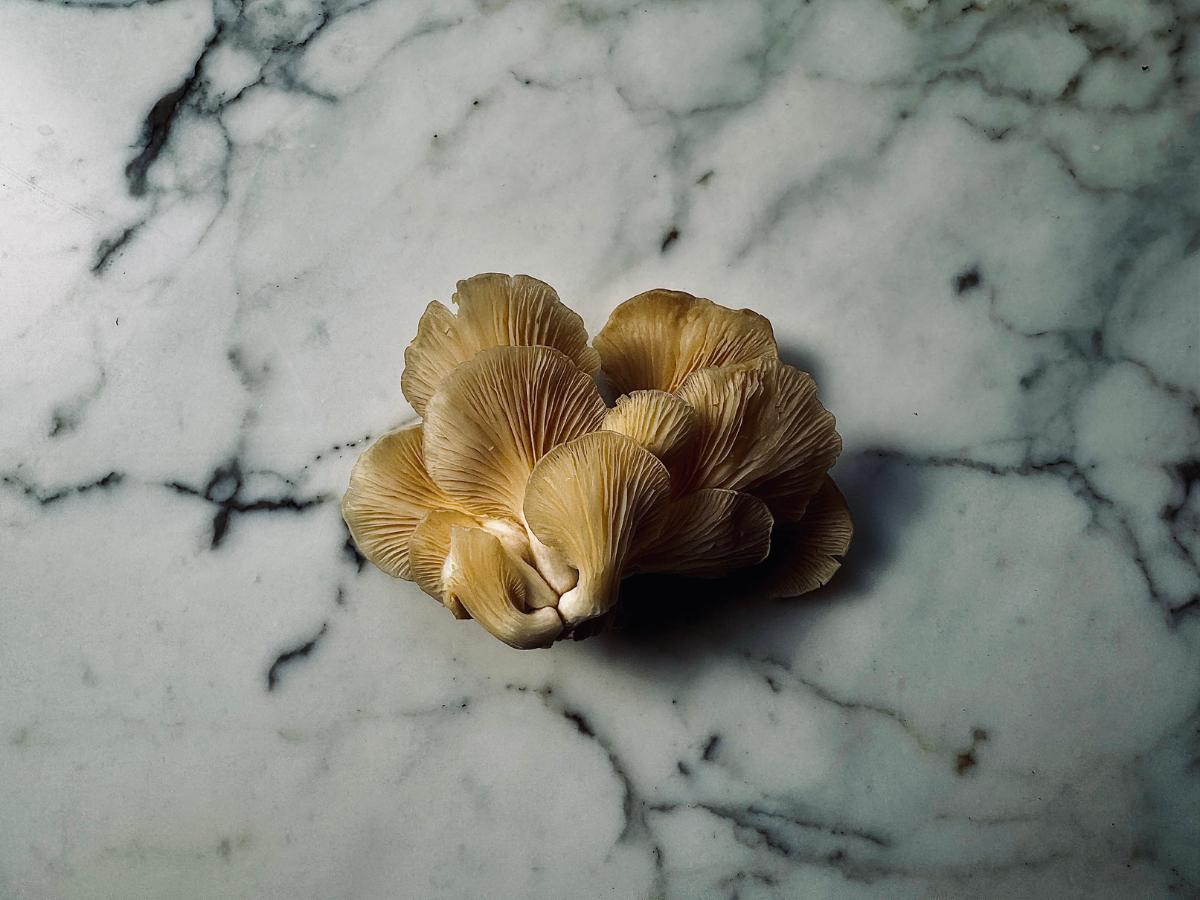 a cluster of oyster mushrooms on a marble worktop